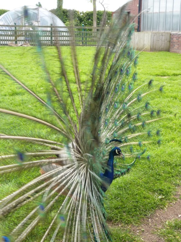 Peacock