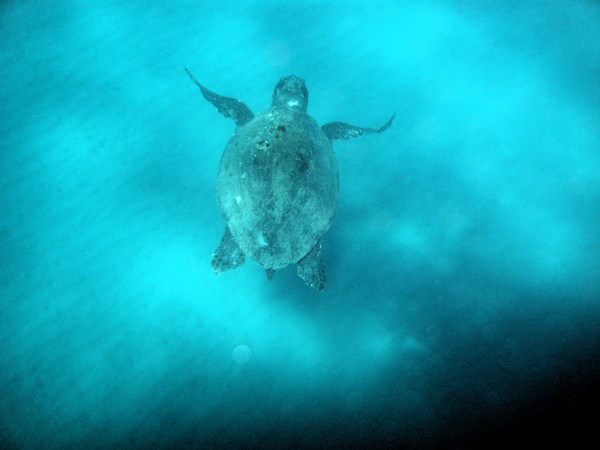 Swimming turtle