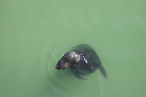 Looking seal