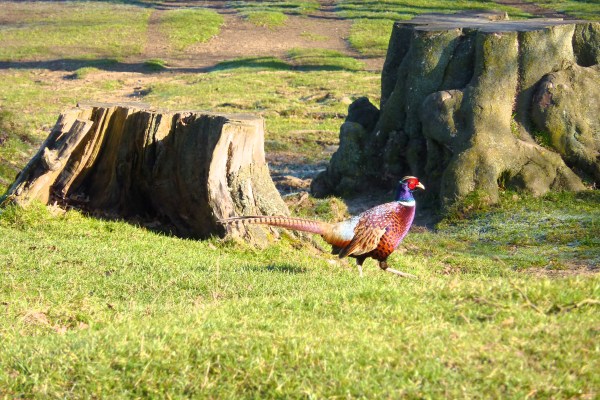 Pheasant