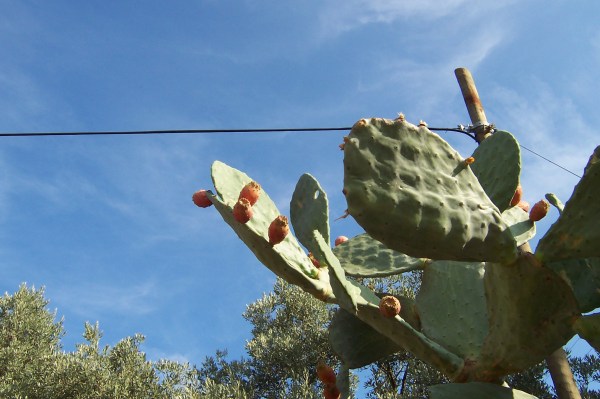 Cactus fruit