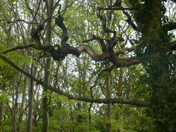 Gnarly tree