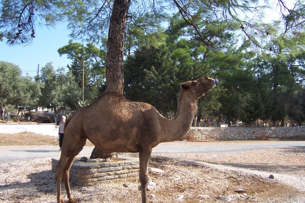 Camel drinking iced tea