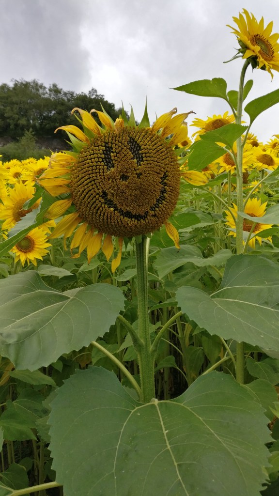 Happy sunflower