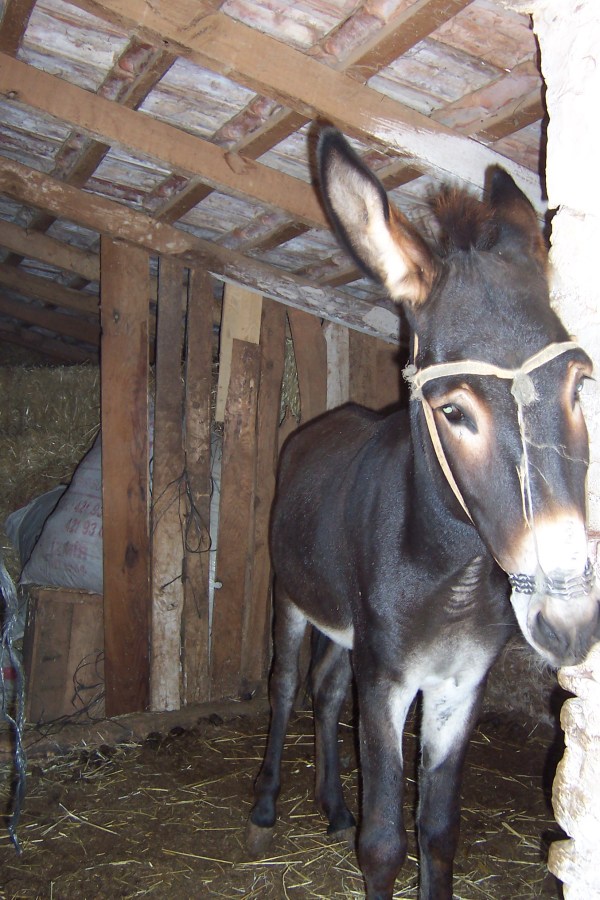 Quiet donkey