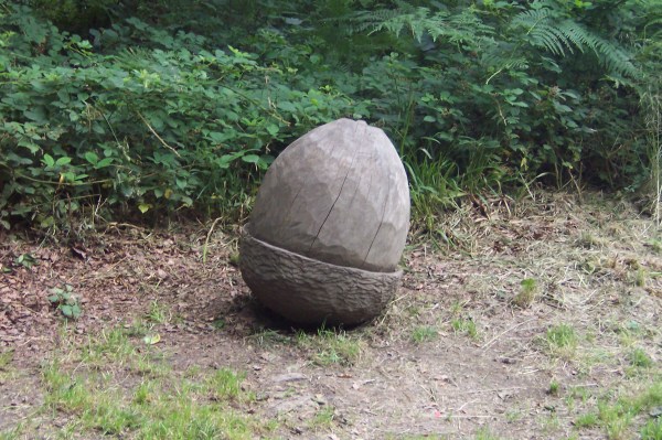 Big acorn