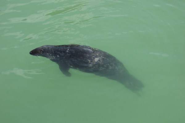 Swimming seal