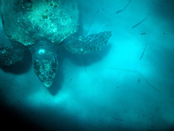 Turtle on the sea floor